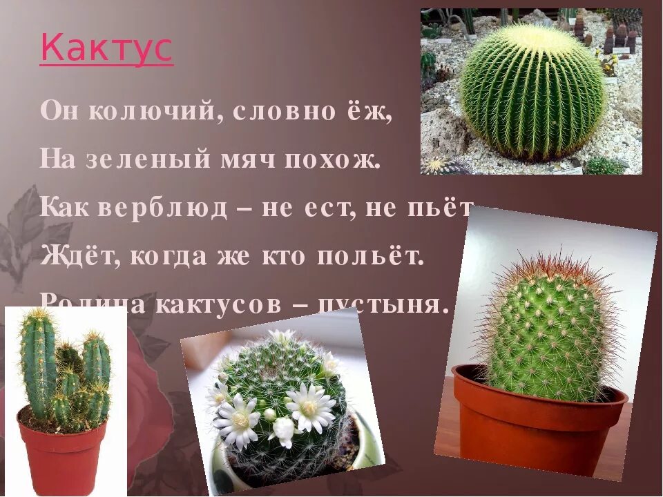 Сообщение о кактусе. Кактус комнатное растение. рассказать о кактусе. описание кактуса комнатного.