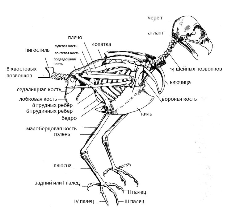 Кости птиц легкие в связи с тем. Строение скелета индюка. Строение дневных хищных птиц. Строение скелета туловища птицы. Строение скелета курицы схема.