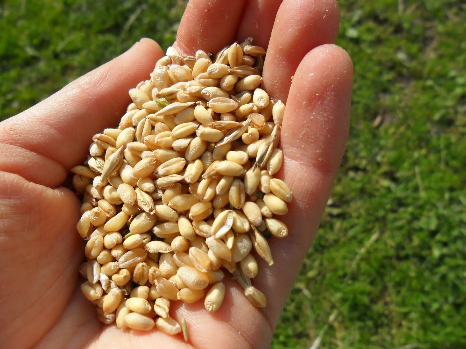 Пшеничное зернышко. Семена пшеницы. Семена зерновые. Семечко пшеницы. Пшеница семенная.