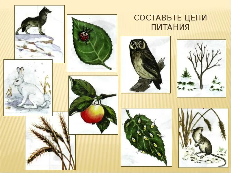 Цепи питания 3 класс окружающий мир карточки. Цепи питания. пищевые цепочки для дошкольников. цепи питания для детей дошкольного возраста. цепочки питания для дошкольников.