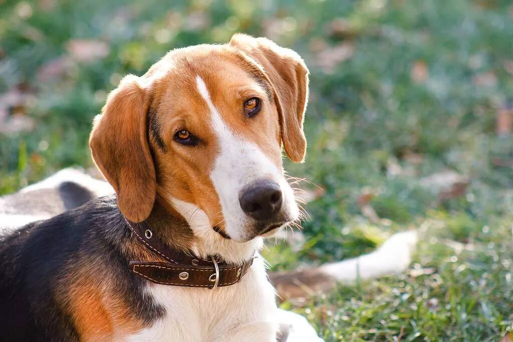 Эстонская гончая - фото и видео, описание породы Характер Pet-Yes