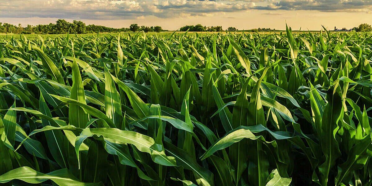 Corn fields