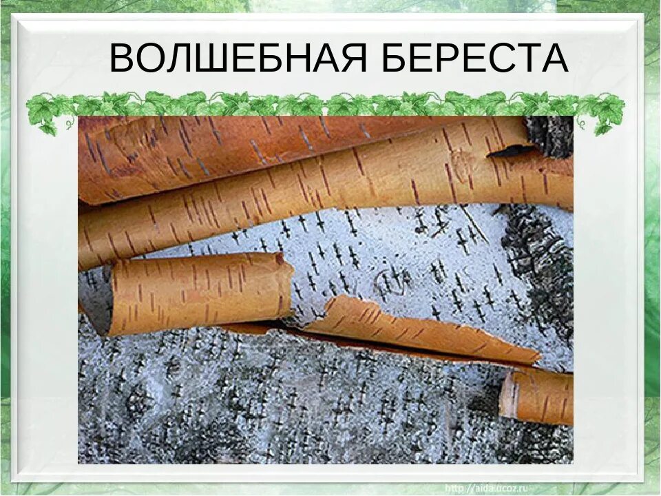 Какое ударение береста. Береста для детей. береста березы.