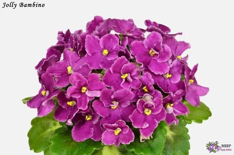 Jolly frills фиалка