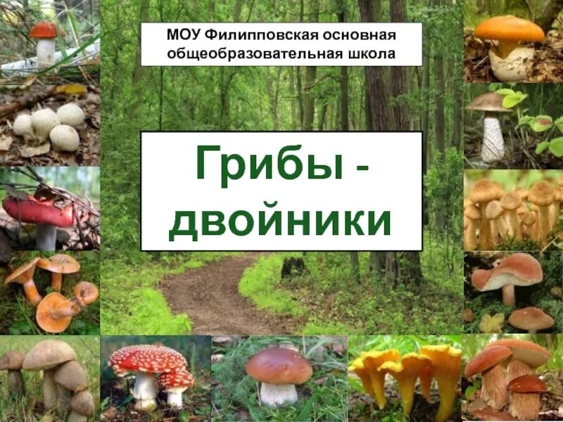 Грибы двойники 5 класс по биологии таблица. Грибы двойники съедобные и несъедобные. Гриб двойник опенок осенний. Съедобные грибы и их опасные двойники. Грибы двойники.