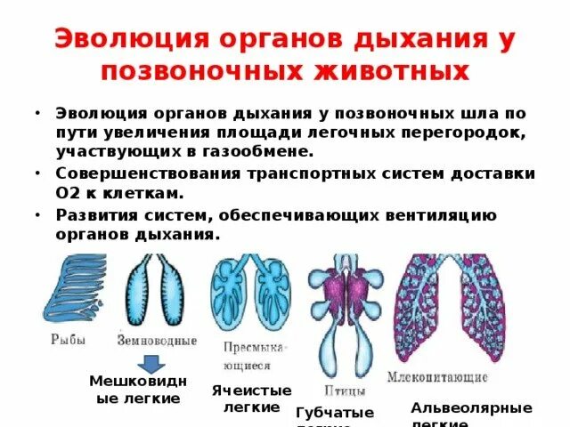 Ячеистое строение легких