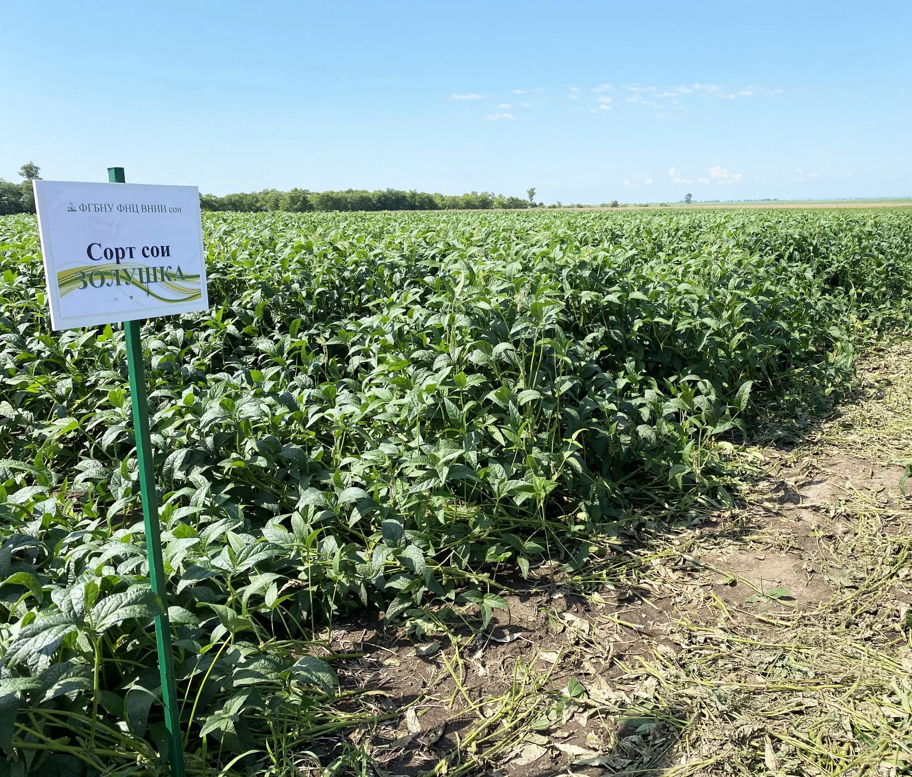 табак махорка (nicotiana rustica l. институт сои. синеговская валентина тимофеевна академик. внии сои благовещенск. механизация внии сои.