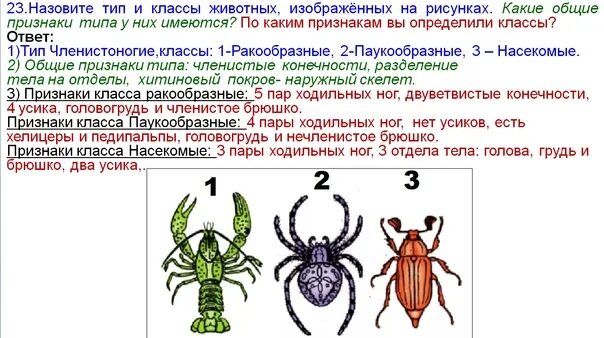 Насекомые имеют 3 отдела. Отделы тела голова грудь и брюшко. Голова грудь брюшко членистоногих. Головогрудь и нечленистое брюшко. Три пары ходильных ног имеют.