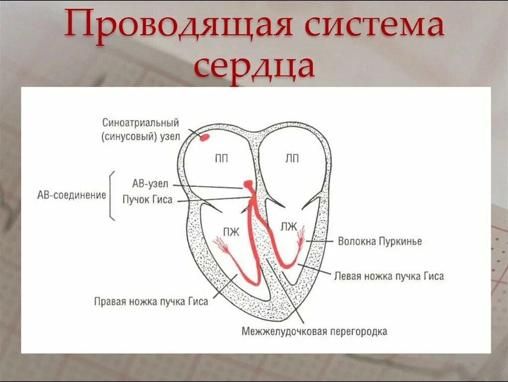 Местоположение проводящий. Проводящая система сердца простая схема. Схема проводящей системы сердца. Схема узлов и Пучков проводящей системы сердца. Схема проводящей системы сердца анатомия.