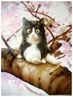 Коте но
