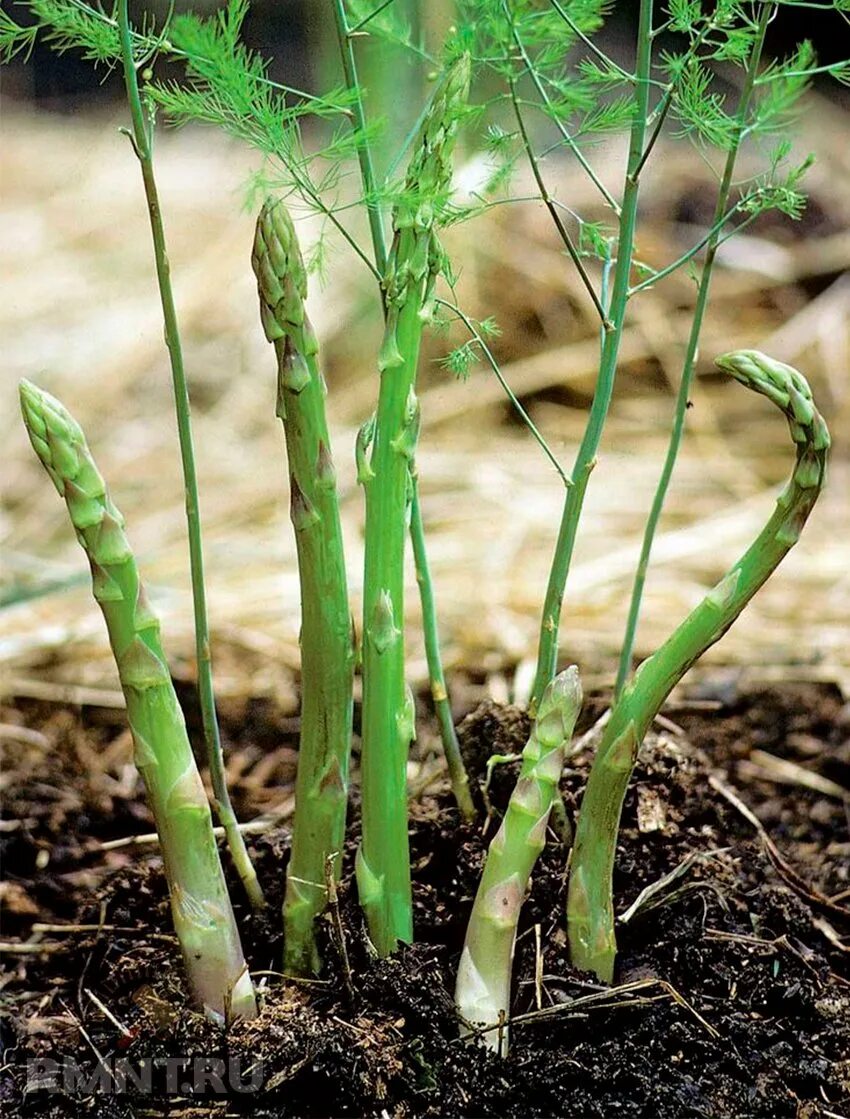 Растение спаржа как растет. Аспарагус спаржа. спаржа коротколистная. спаржа (asparagus officinalis).. аспарагус (спаржа) бэклим.