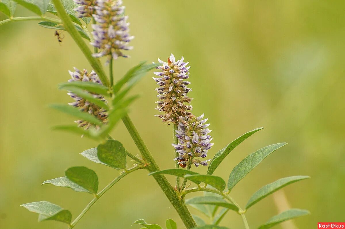 Лакрица Солодка растение. Солодка Уральская (Glycyrrhiza uralensis). Корень солодки, Солодка Уральская, лакричник. Glycyrrhiza glabra плод. Лакрица растение