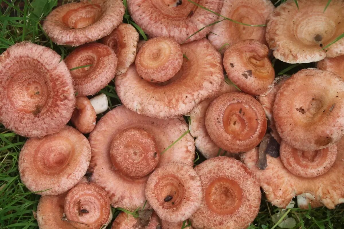 Гриб волнушка розовая. Волнушка розовая ( lactarius torminosus. Грибы волнушки фото и описание как выглядят. Волнушка розовая. Волнушка гименофор.