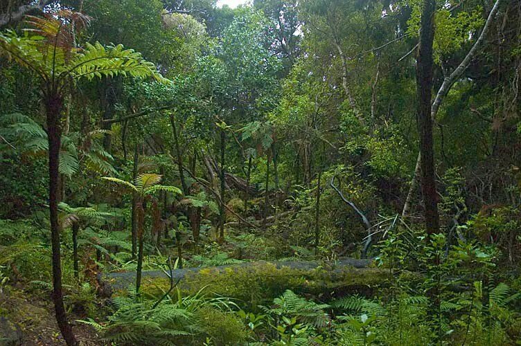 Тропикал Рейнфорест. Тропические вечнозелёные леса Мексики. Тропические полувечнозеленые тропические леса. Тропические леса новой Зеландии.