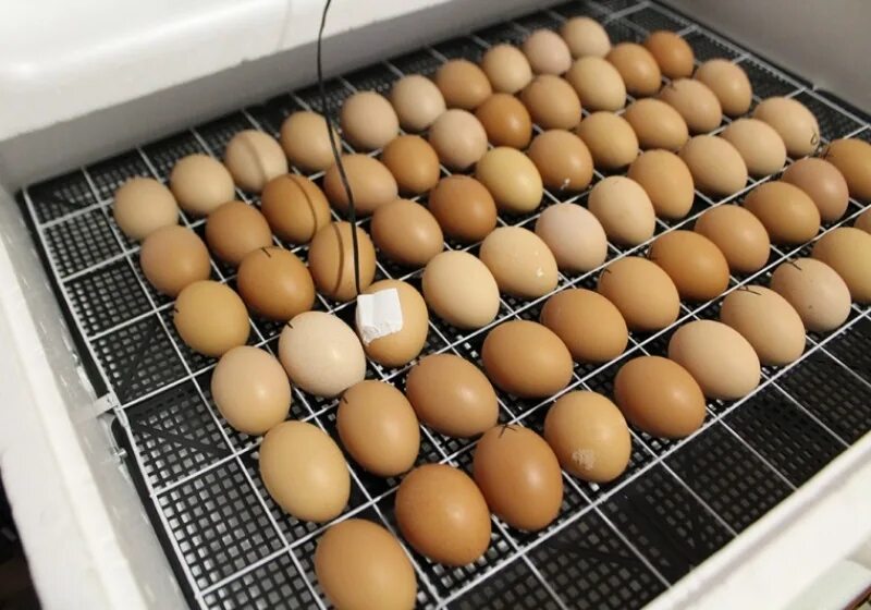 Решетки для яиц купить. Инкубатор ово. Лоток для яиц 735 х 550 х 35мм инкубатор. Несушка инкубатор на 300 яиц. Инкубатор "птичка 100ц".