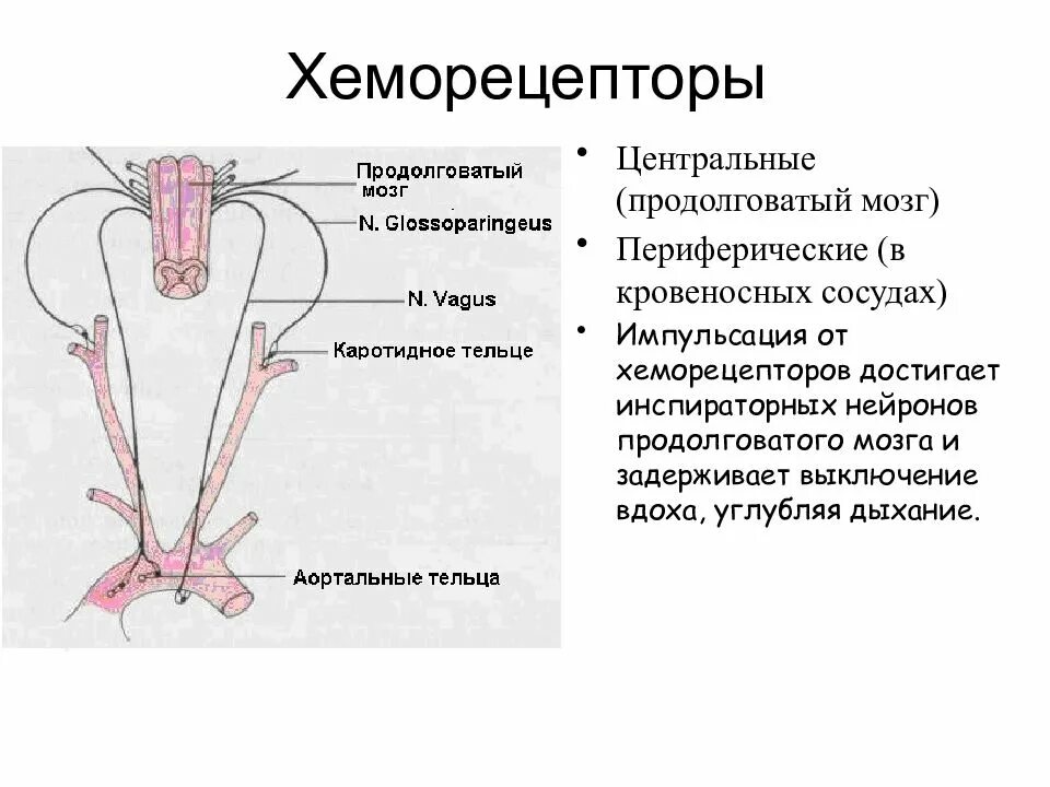 Капилляр щитовидной железы продолговатый мозг. Хеморецепторы в регуляции дыхания. Хеморецепторы это физиология. Периферические дыхательные хеморецепторы. Хеморецепторы дыхания физиология.