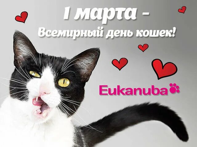 Всемирный день кошек. Всемирный день кошек открытки. Всемирный день кошек 8 августа.