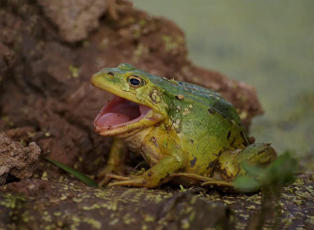 джунгливская лягушка. батурская жаба. жаба рада. Big toad лягушка. лягушка купается.
