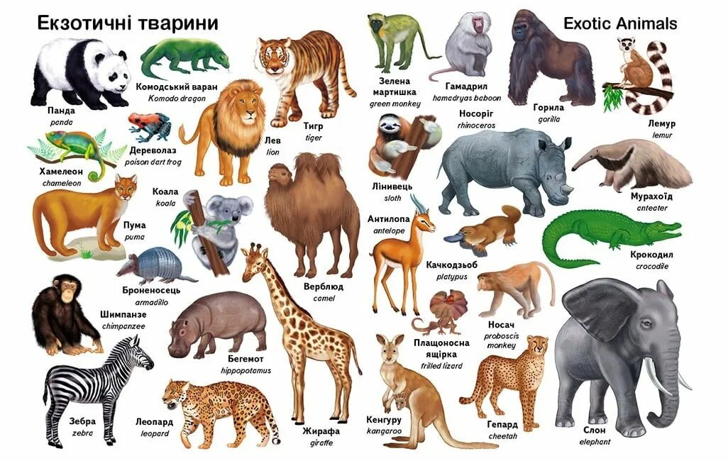 Все слова животных. Дикие животные на английском. животные на англ яз. животные названия на английском. названия животных на английском для детей.