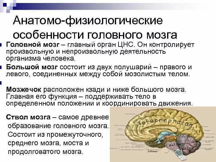 Анатомо-физиологические особенности головного мозга. Анатомические образования мозга. Характеристика головного мозга. Особенности строения головного мозга.