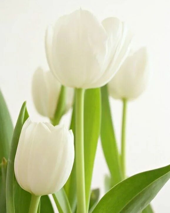 White tulip