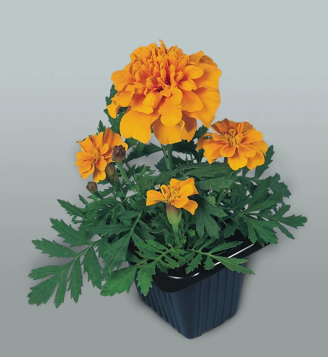 профисад профессиональные семена. мимулюс максимус. профисад профессиональные семена. петуния эспрессо гранде вайт. виола инспайр.