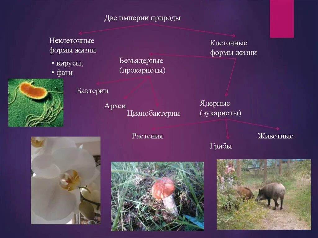 Жизненные формы клетки. Систематика эукариот. Клеточные и неклеточные формы жизни. Клеточные и неклеточные организмы. Неклеточные формы жизни, эукариоты и прокариоты.