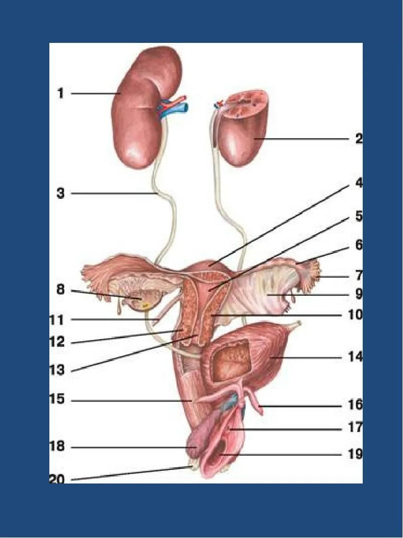 Анатомия человека мужская Мочеполовая система. Строение мочеполовой системы у женщин. Схема мочеполовой системы у женщин. Схема мочеполовой системы у мужчин.