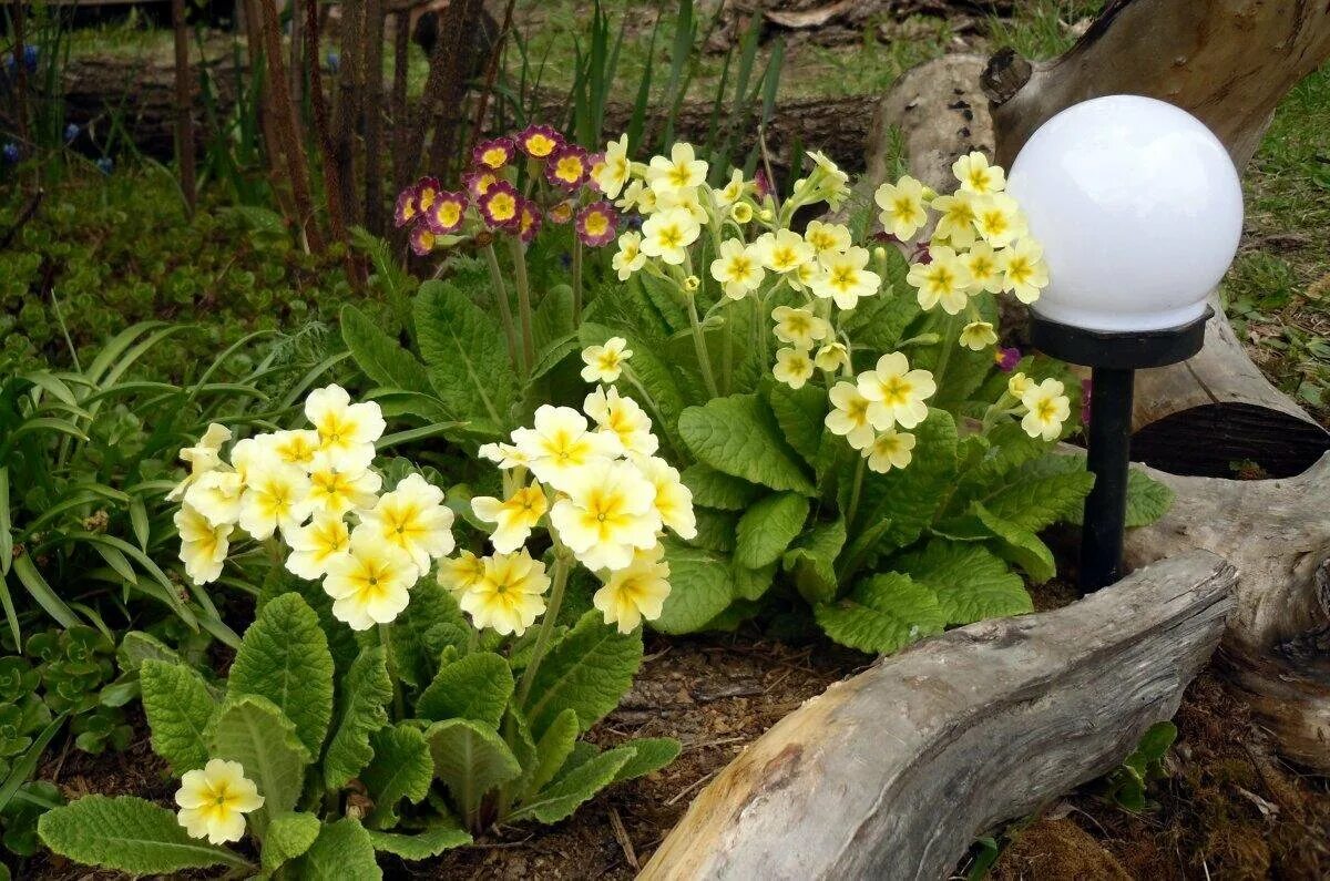 Sementes Flor Primula Elatior Sortida Jardim Vaso Frtegratis Vasos de flores, To