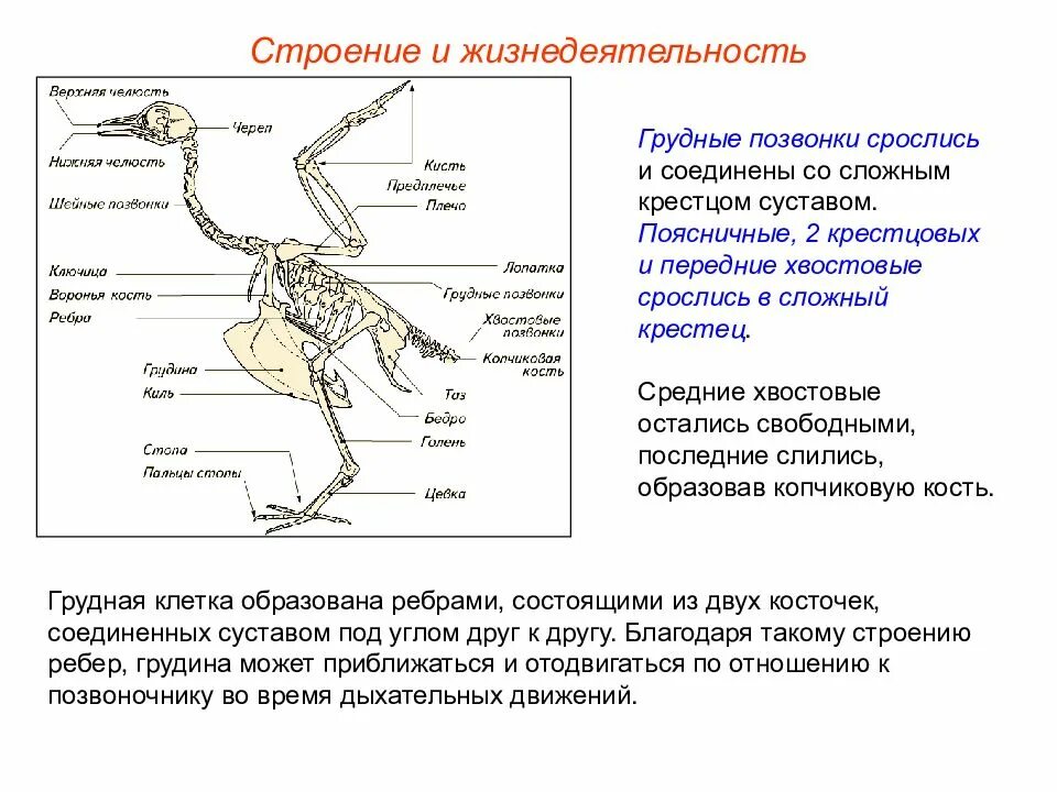 Скелет птицы сложный крестец. Отделы позвоночника птиц 7 класс. Скелет птицы позвоночник. Строение сложного крестца птицы. Вырост грудины киль