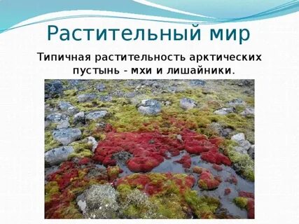 Какой тип питания характерен для лишайников арктики