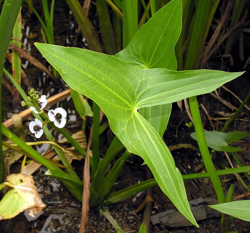 Как выглядит растение стрелолист Sagittaria sagittifolia Изображение особи Плантариум