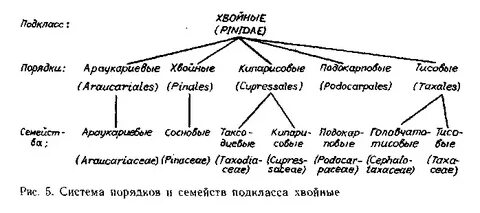 Хвойные систематическая группа