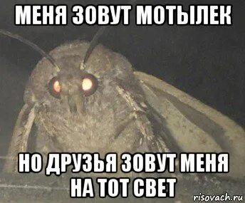 Мотылек куда же летишь