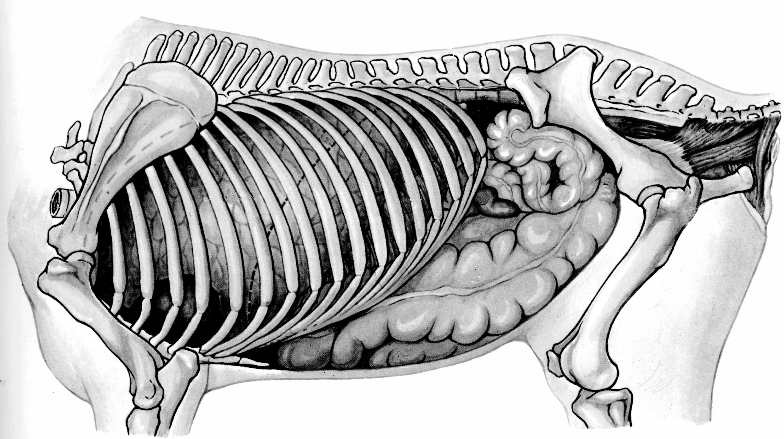 Орган отделяющий грудную полость от брюшной. Топография кишечника КРС. Топография внутренних органов лошади. Топография внутренних органов коровы. Кишечник свиньи топография.