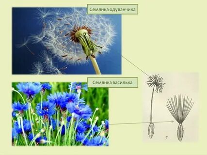 Сложноцветных семянка