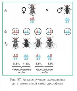 Фенотип дигетерозиготного организма