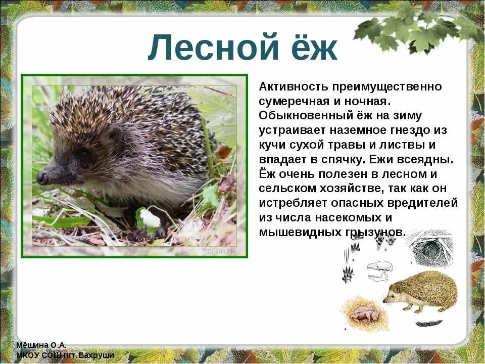 Рассказы о животных еж