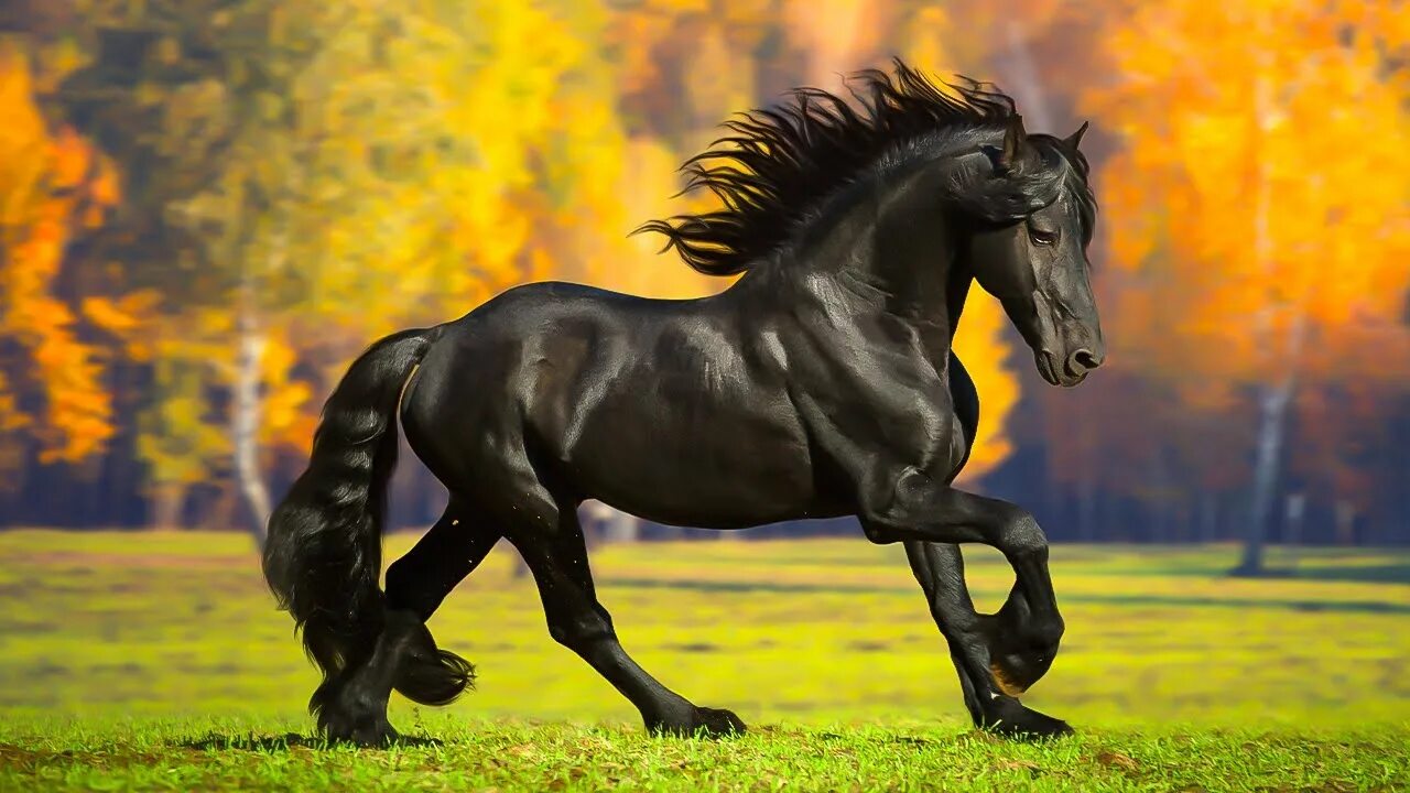 Черный конь песня. Фризская лошадь в поле. Красивые черные лошади на фоне гор. Красивые лошади в большом формате. Лошадь фриз бег.
