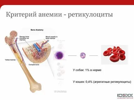 Подсчет ретикулоцитов