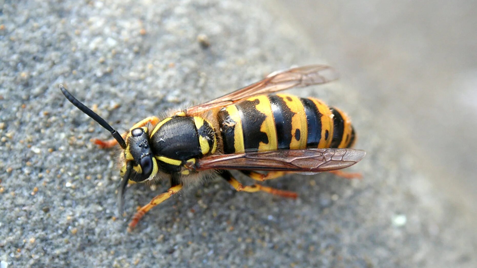 Приснились осы. Wasp оса. Осы во сне к чему снится. Пчелы общественные насекомые. Осы во сне к чему снится.
