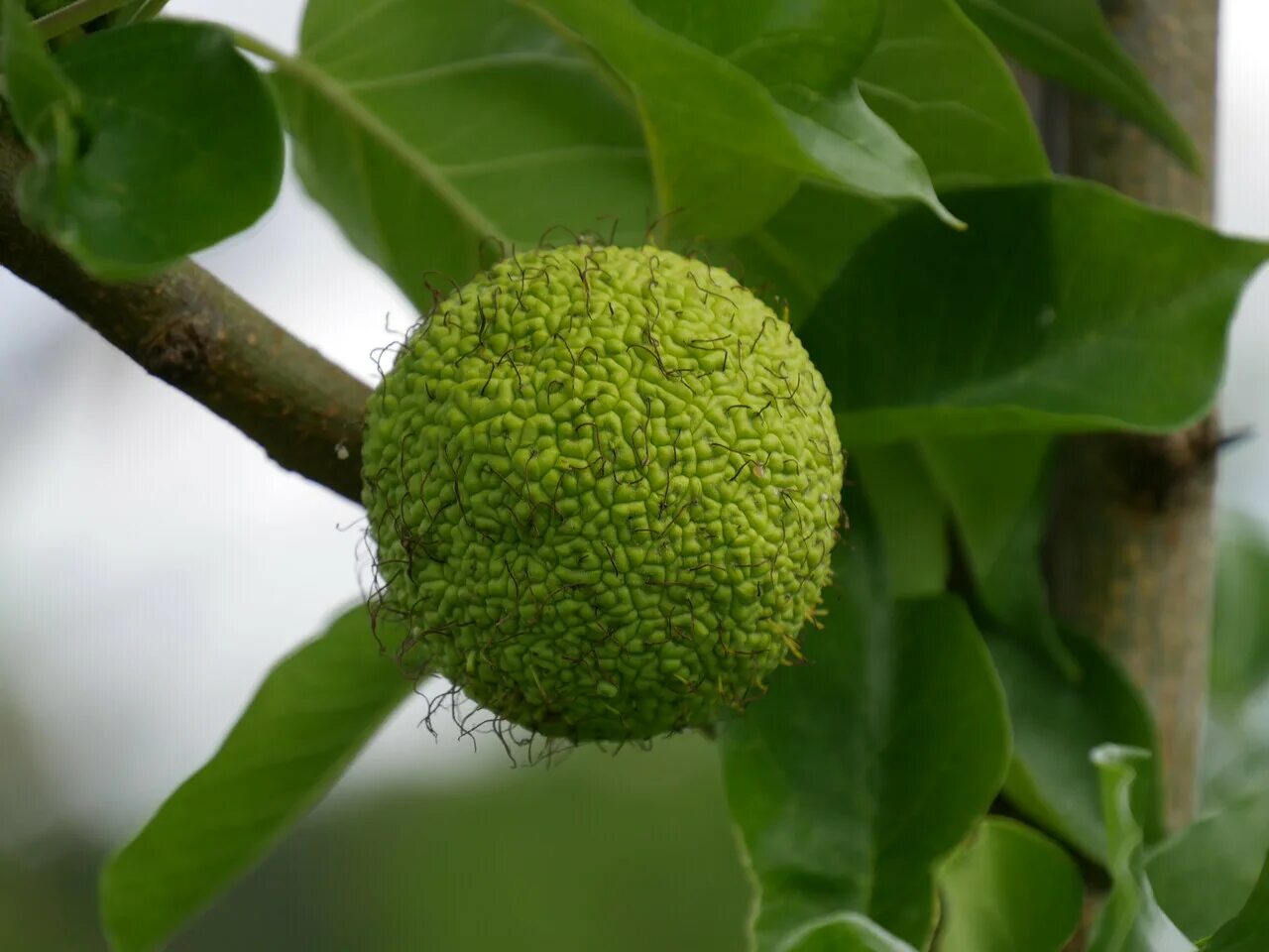 OSAGE ORANGE Maclura Pomifera 10,20,100 SEEDS eBay