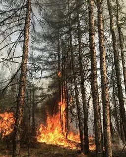 Картинки лес горит