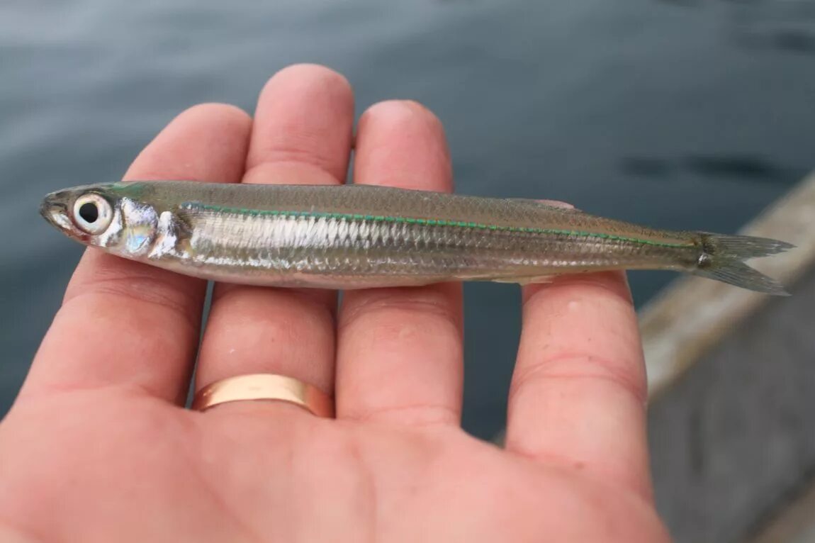 где водится килька. где водится килька. рыба тюлька черноморская. хамса черноморская. хамса черноморская.