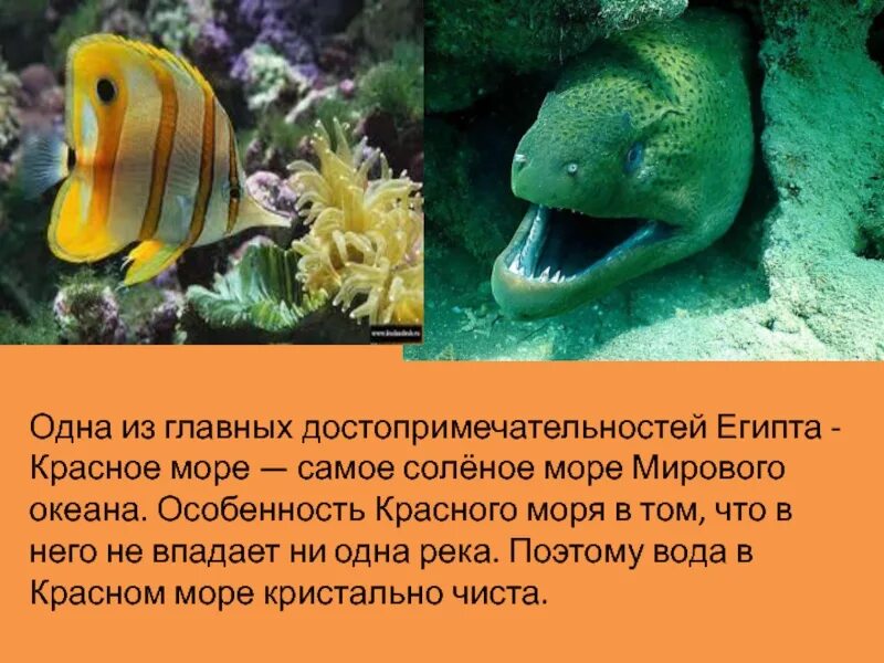 Описание красного моря 6 класс. Описание красного моря 6 класс