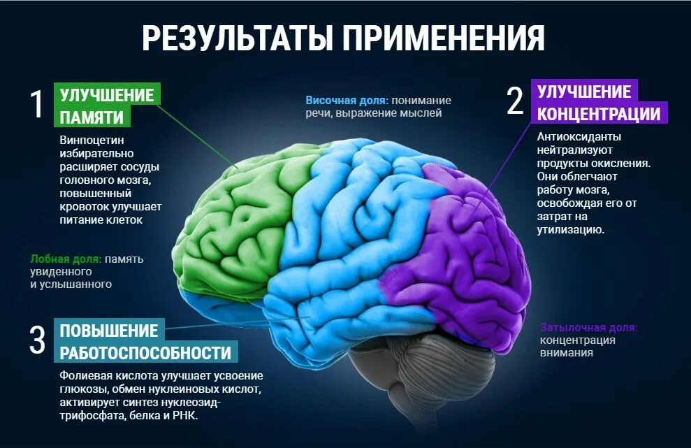 Основы работы мозга