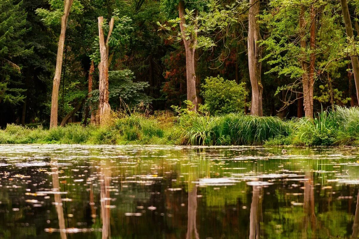 миас лесное озеро. озеро в лесу. озеро болотное и лесное. лесной ручей пруд заводь парк. озеро в лесу.