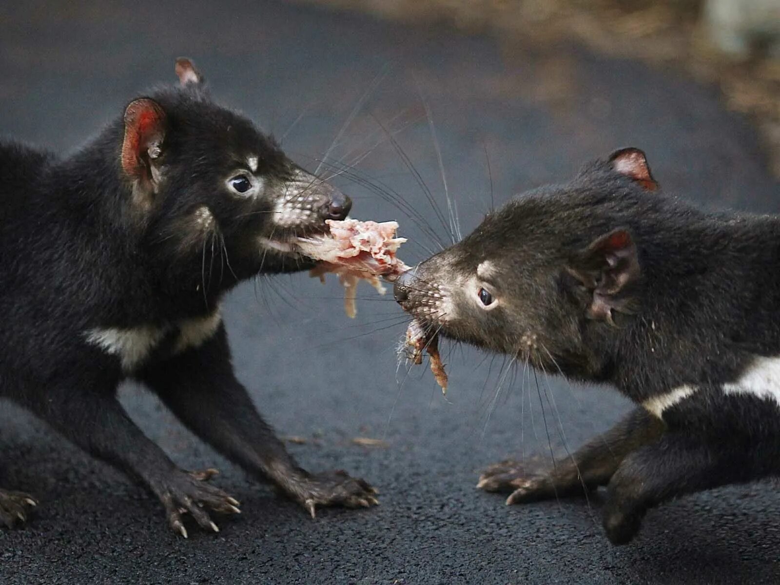 Тасманийский дьявол sarcophilus harrisii. Тасманский дьявол хищник. Сумчатый дьявол в австралии. Тасманийский дьявол. Тасманский дьявол в австралии.