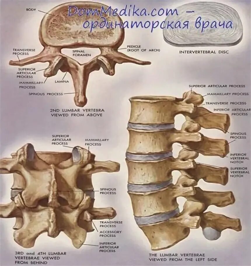 Курсовая по остеохондрозу позвоночника. Остеохондроз позвоночника буклет. Рога на позвоночнике остеохондроз. Тотальный остеохондроз позвоночника.