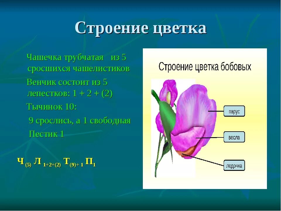 Строение цветка бобовых формула. Семейство Мотыльковые строение цветка формула. Строение цветков семейства бобовые. Бобовые формула цветка и диаграмма. Формула цветка семейства мотыльковые бобовые